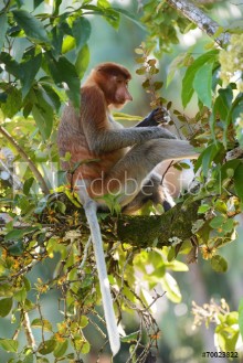 Bild på Proboscis monkey on a branch